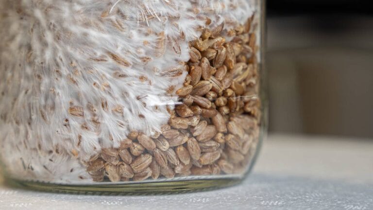 Micelio che cresce sulla segale