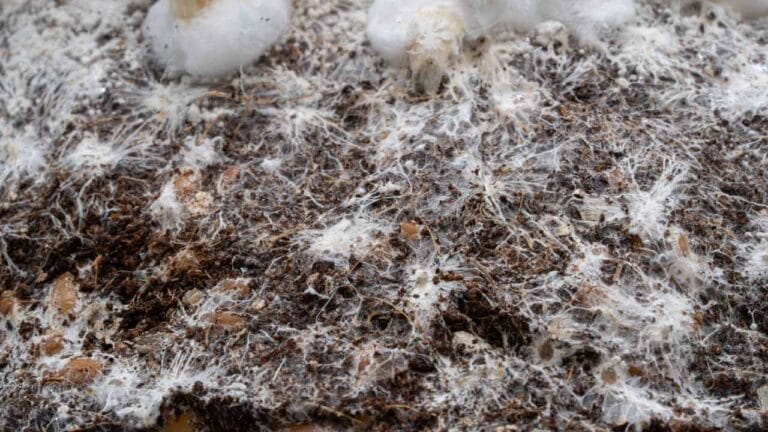 Substrato di fibra di cocco inoculato con semente di cereali