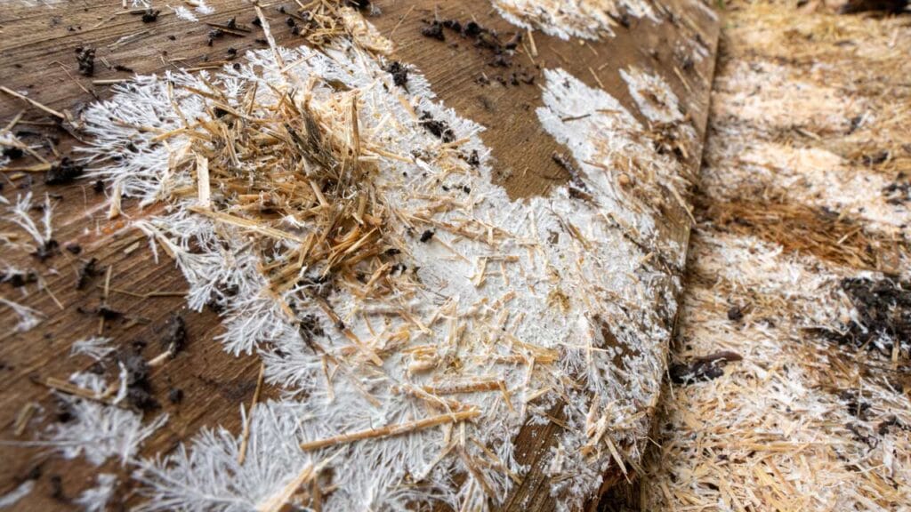 Micelio di Psilocybe azurescens che cresce su legno e paglia