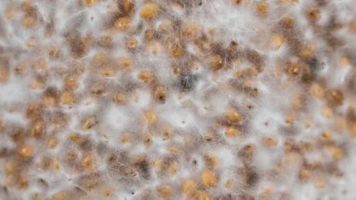 what is mycelium: mycelium growing on millet grain