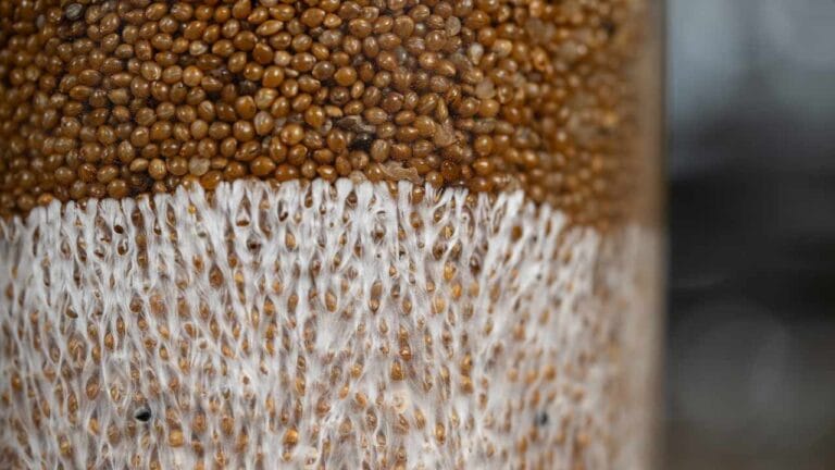 Cordoni miceliali AKA rizomorfi che crescono attraverso il miglio