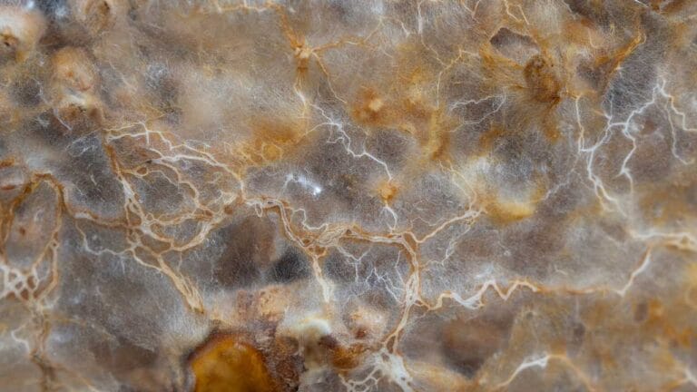 Micelio di tartufo magico su miglio