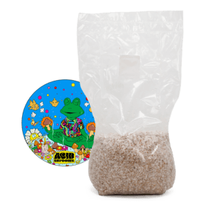 acid shroomz grain spawn di miglio di funghi magici b+ grande 1,7 kg