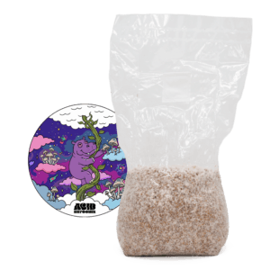 acid shroomz micelio en grano de mijo de setas mágicas aether grande