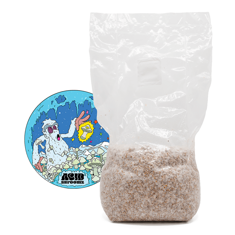 acid shroomz albino a+ magic mushroom millet grain spawn large 1.7 kg