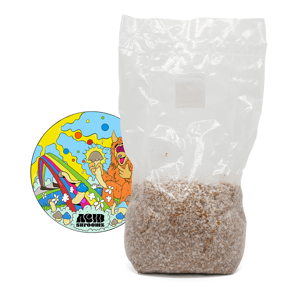 acid shroomz melmac monster magic mushroom millet grain spawn large 1.7 kg
