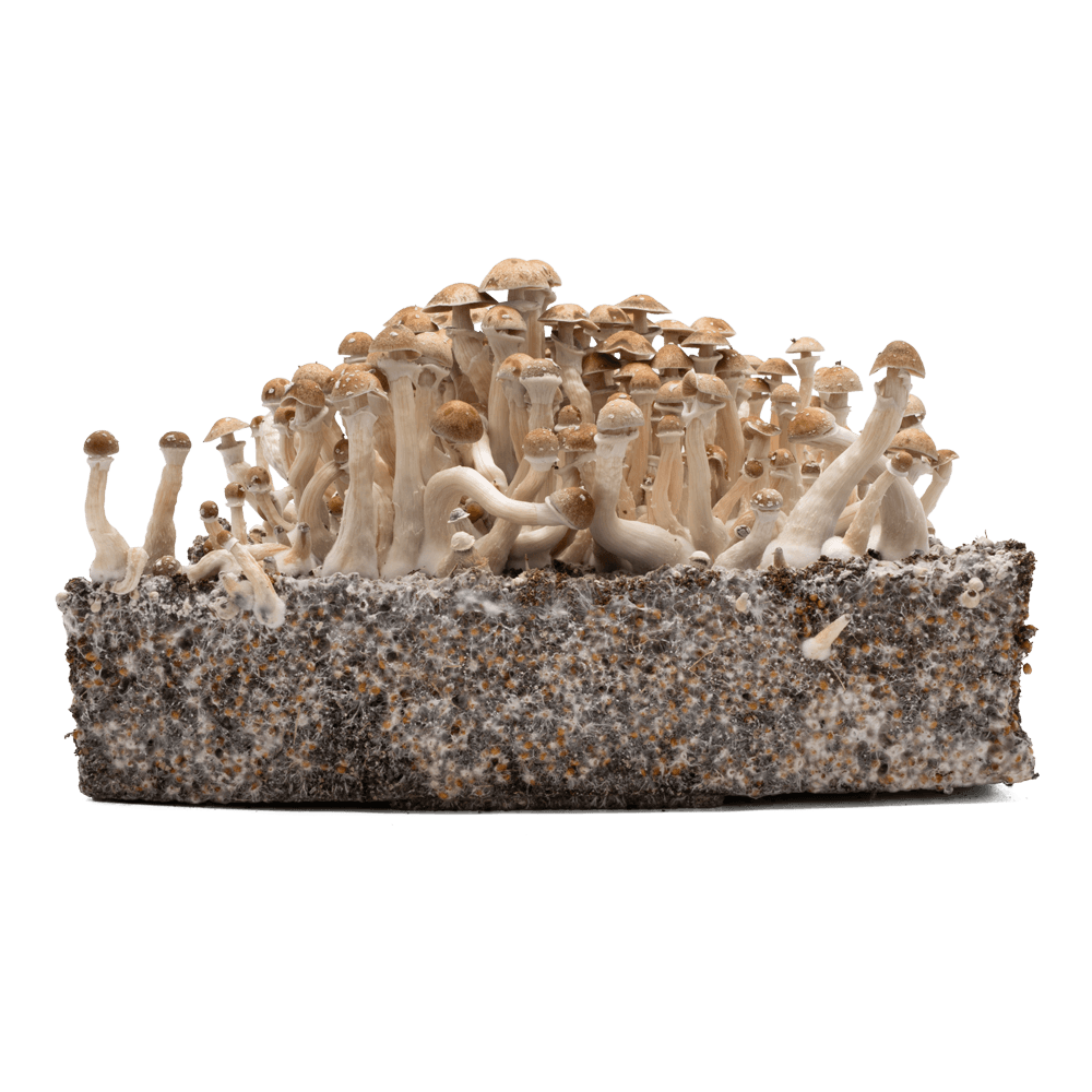 acid shroomz hawaii funghi magici