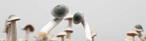 bruised magic mushroom caps and mycelium why it happens