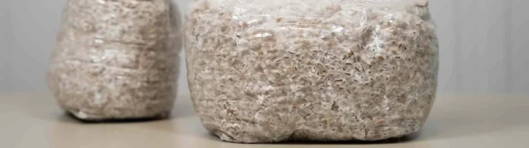 how to make rye grain mushroom spawn