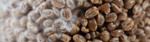 how to make wheat grain spawn for magic mushroom cultivation