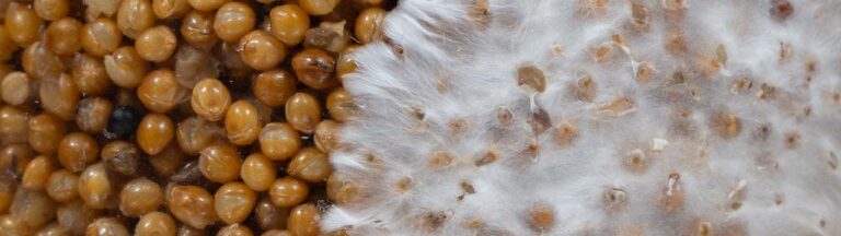 méthode nsns fabriquer du mycélium sur grains de millet sans trempage ni ébullition