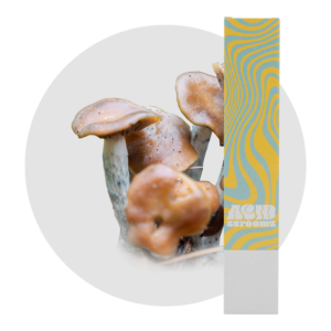 acid shroomz azurescens magic mushroom liquid culture syringe