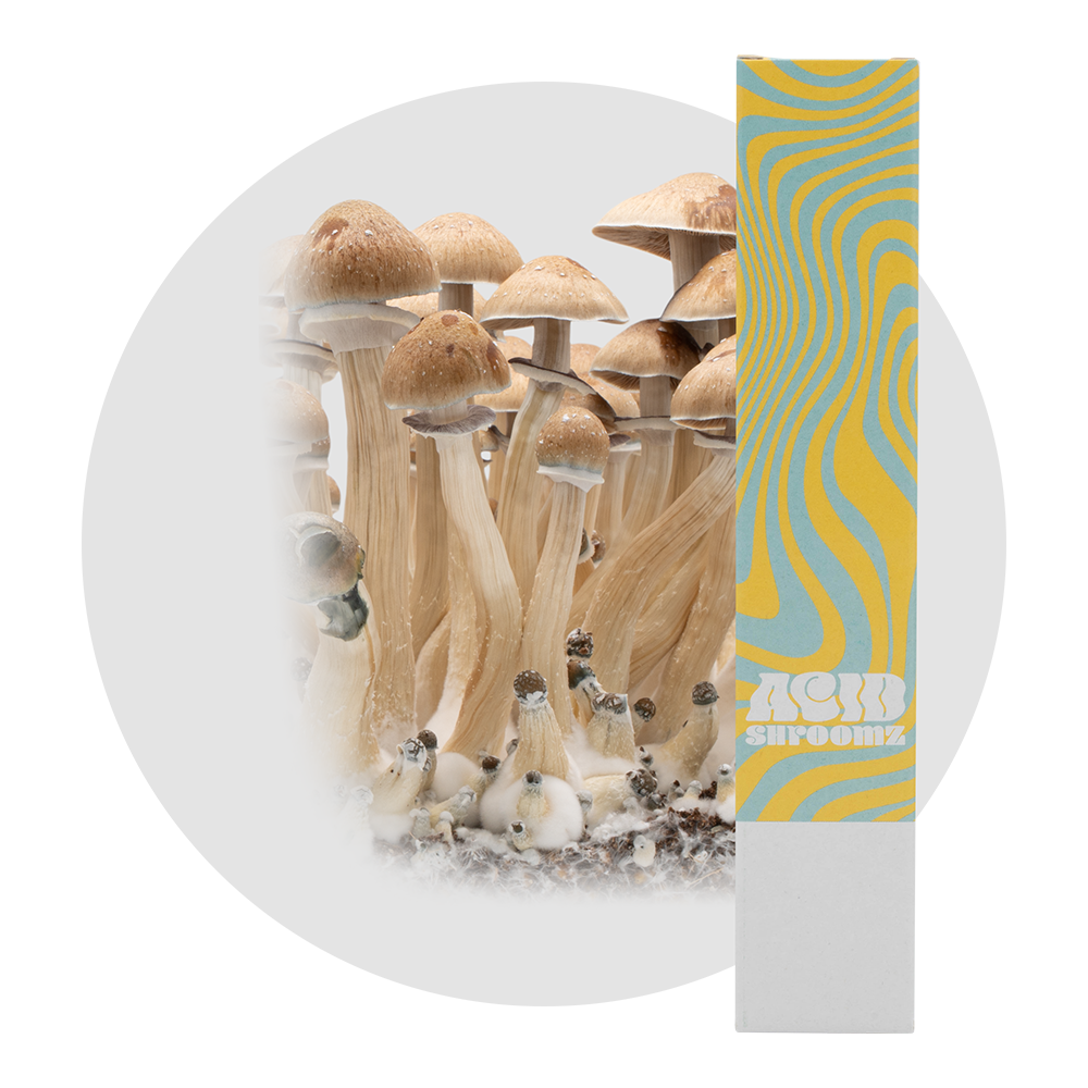 jeringa de cultivo líquido de setas mágicas acid shroomz b plus b+