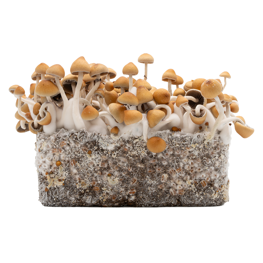 Funghi magici Fiji Acid Shroomz
