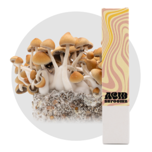 jeringa de esporas de setas mágicas acid shroomz fiji