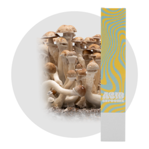 acid shroomz hawaii magic mushroom liquid culture syringe