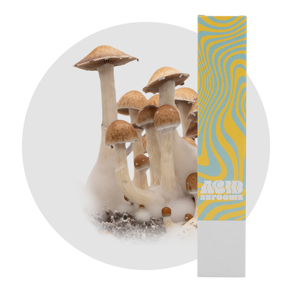 siringa di coltura liquida di funghi magici mckennaii acid shroomz
