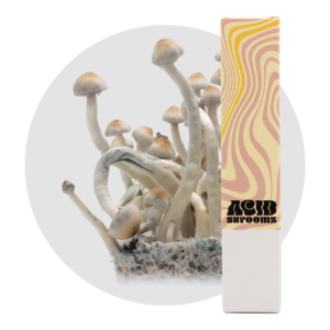 acid shroomz natal super strain strength psilocybe ochraceocentrata jeringa de esporas de setas mágicas