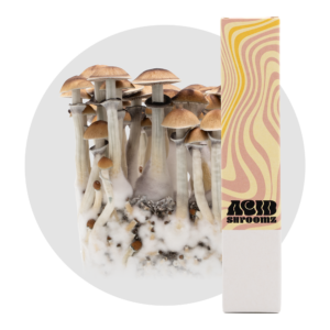 acid shroomz PE6 penis envy #6 jeringa de esporas de setas mágicas
