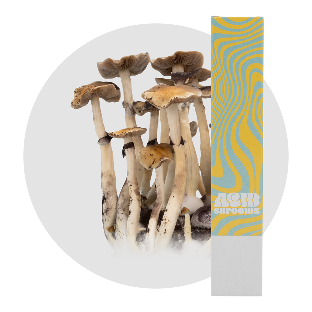 siringa di coltura liquida di funghi magici thai acid shroomz