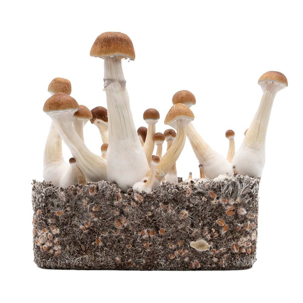 champignons magiques acid shroomz tidal wave