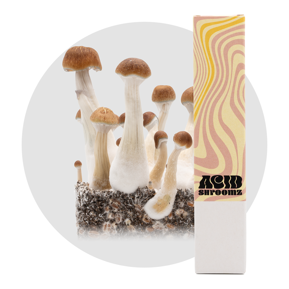 seringue de spores de champignons magiques acid shroomz tidal wave
