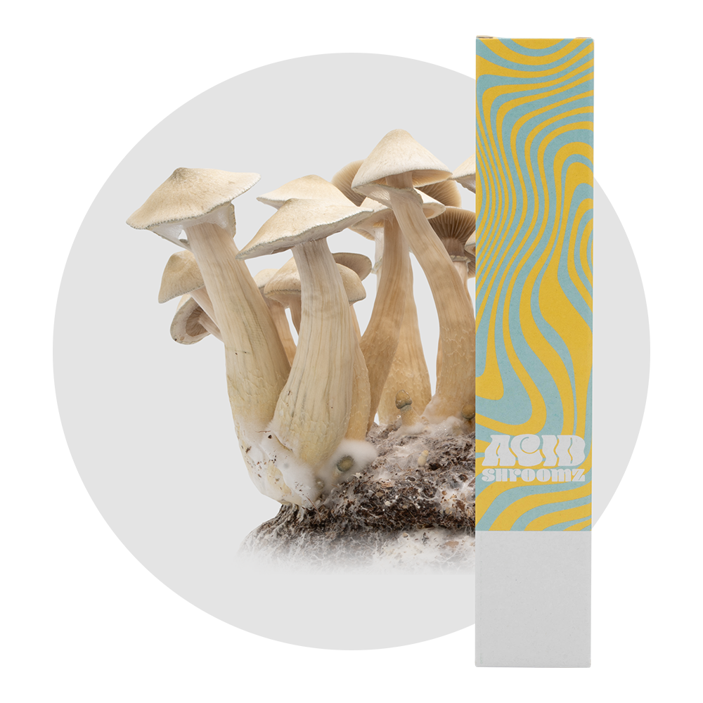 Acid Shroomz White Rabbit Zauberpilze Flüssigkultur-Spritze