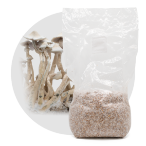 acid shroomz albino a+ magic mushroom millet grain spawn large 1.7 kg