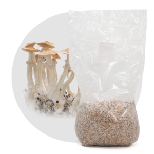 acid shroomz cambodia magic mushroom millet grain spawn large 1.7 kg