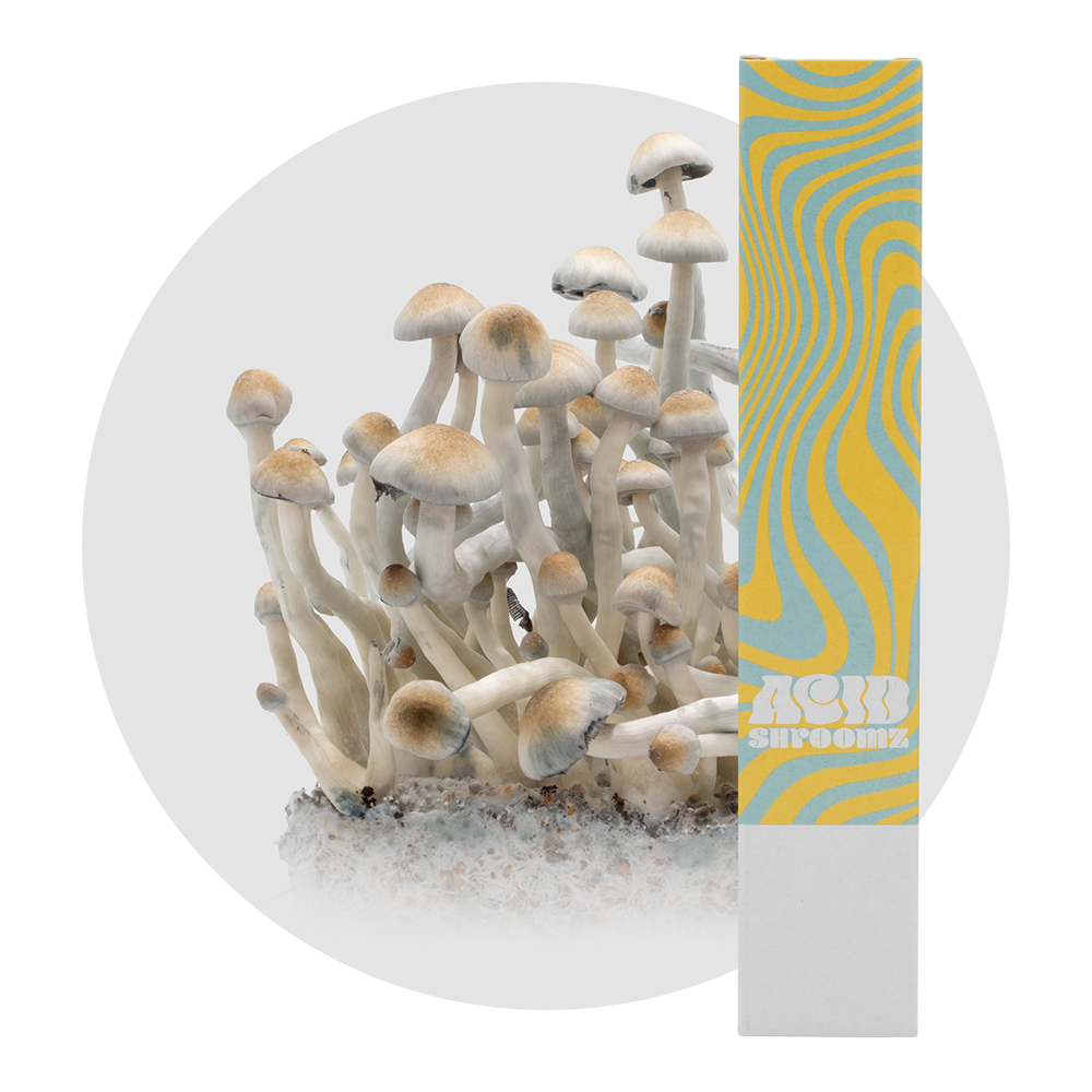 acid shroomz natal super strain nss zauberpilze flüssigkultur spritze