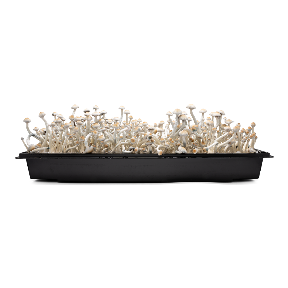 acid shroomz monotub starter kit with magic mushrooms