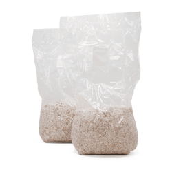 grain spawn di funghi magici acid shroomz